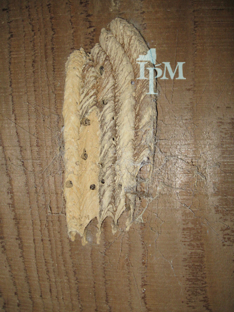 Wasps, Mud Daubers, and Bugs in Your Train Horn Trumpets: Prevention, Screens, and Cleaning