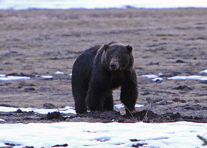 Can a Train Horn Scare a Bear? Using a Loud Horn for Hiking, Camping, and Backcountry Safety