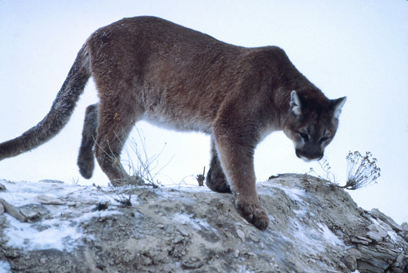 Do Air Horns Scare Mountain Lions and Moose? Trail Safety With a Battery Train Horn in Cougar Country