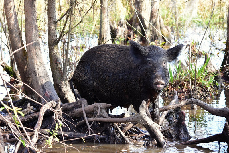 Do Train Horns Scare Wild Hogs? Loud-Noise Deterrents for Feral Pigs on Your Property