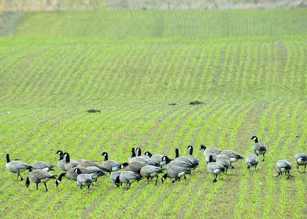 Do Train Horns Scare Birds and Geese? Using a Battery Horn for Bird and Pest Control
