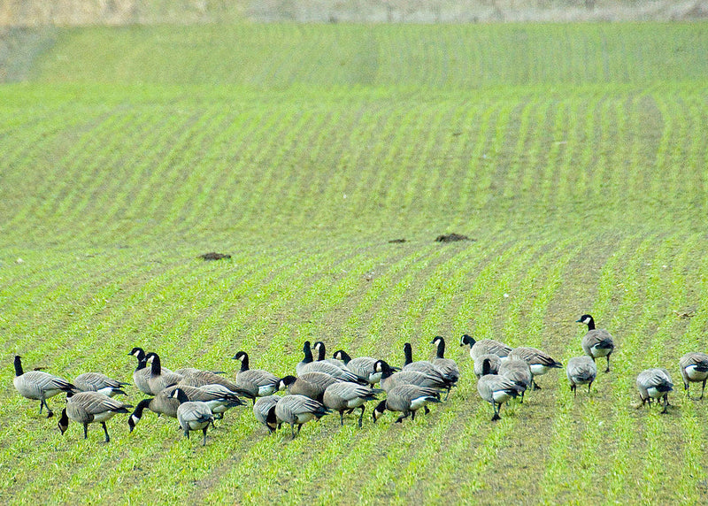 Do Train Horns Scare Birds and Geese? Using a Battery Horn for Bird and Pest Control