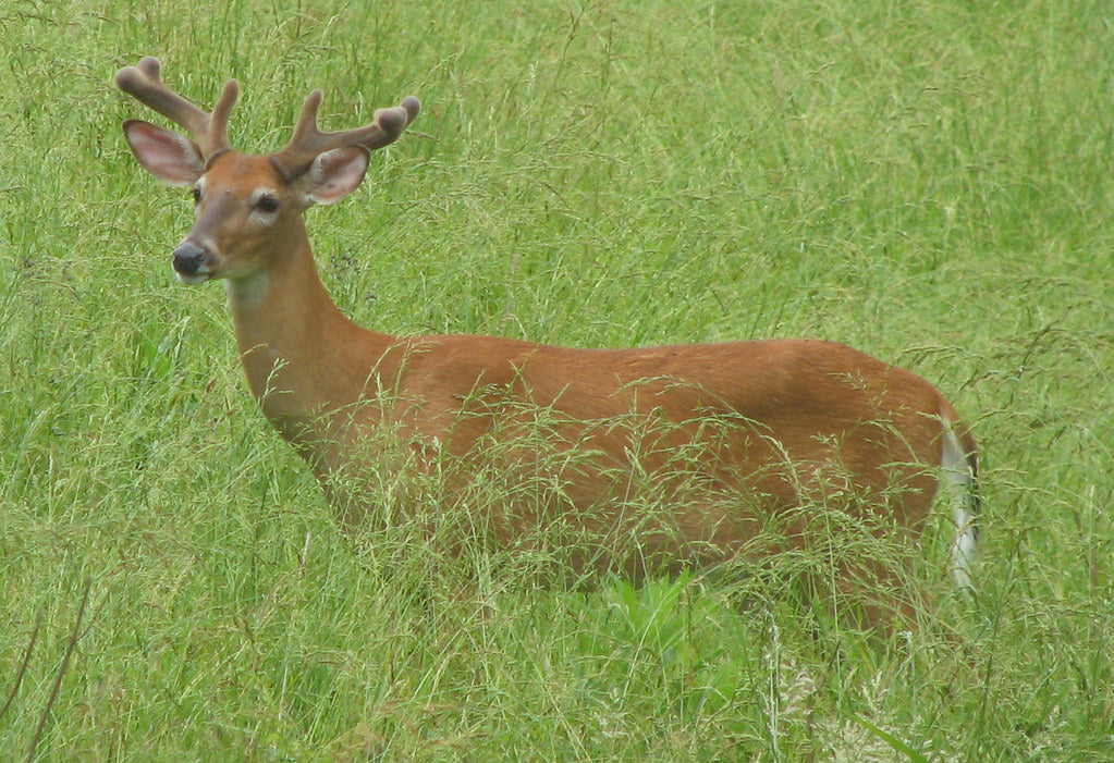 Do Train Horns Scare Deer, Coyotes, and Wildlife? Using a Battery Horn for Property & Trail Defense