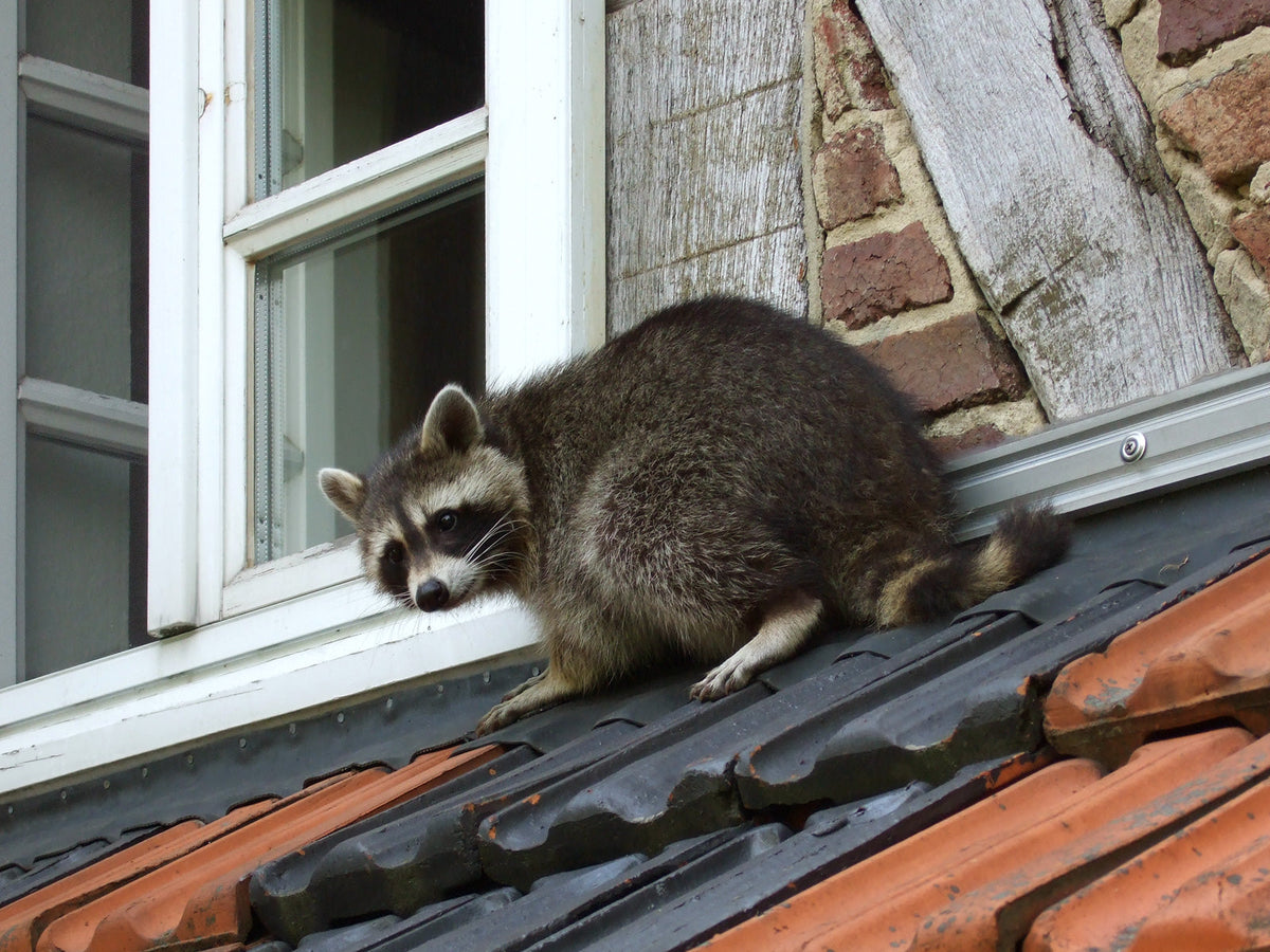 Do Air Horns Scare Raccoons? Using a Battery Train Horn for Porch, Trash, and Attic Raiders